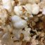 Farmářský sladko-slaný/ Kettle Corn - velikost balení: 12L