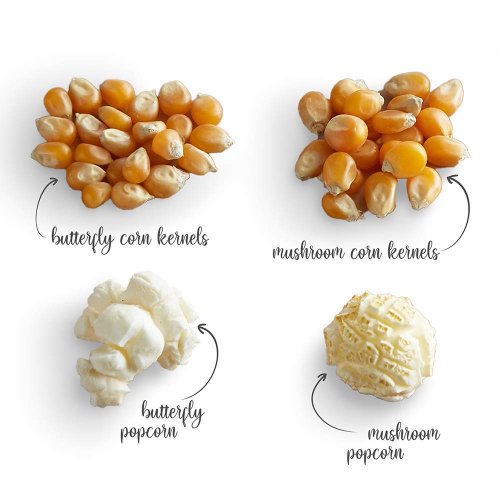 Kukuřice na popcorn - 500 gr - typ zrna: Mushroom